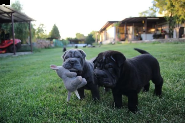 cuccioli shar pei. sharpei con pedigree | Foto 3