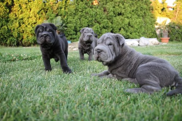 cuccioli shar pei. sharpei con pedigree | Foto 2