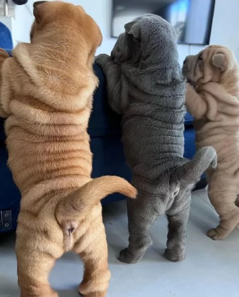 cuccioli shar pei. sharpei con pedigree | Foto 1