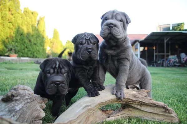 cuccioli shar pei. sharpei con pedigree | Foto 0