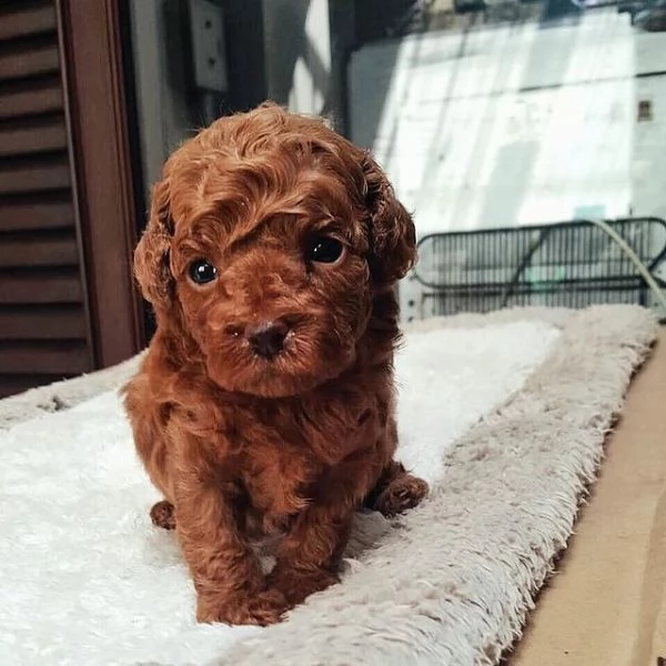   cuccioli di barboncino per l'adozione