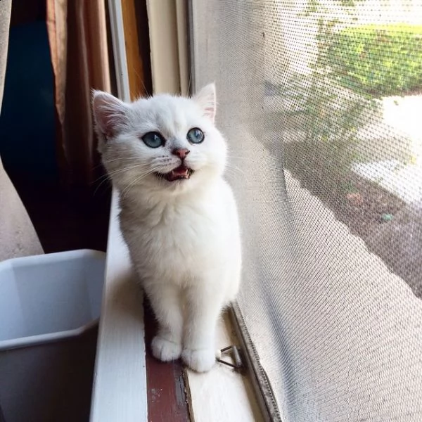 cuccioli di british shorthair