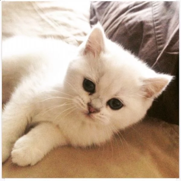 cuccioli di british shorthair | Foto 0