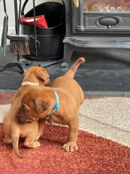 regalo bellissimi maschi e femmine dogue de bordeaux cuccioli 