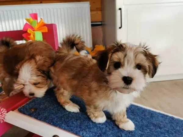 adorabili cuccioli havanese