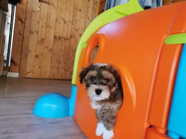 adorabili cuccioli havanese | Foto 6