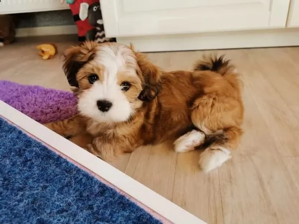 adorabili cuccioli havanese | Foto 4