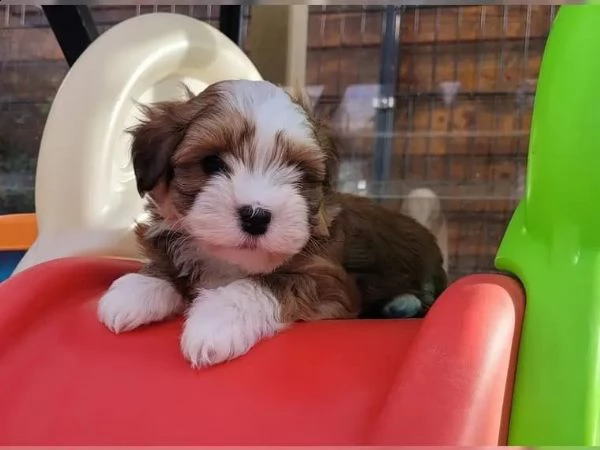 adorabili cuccioli havanese | Foto 3