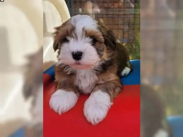 adorabili cuccioli havanese | Foto 1