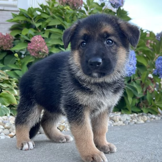 regalo cuccioli pastore tedesco,,.