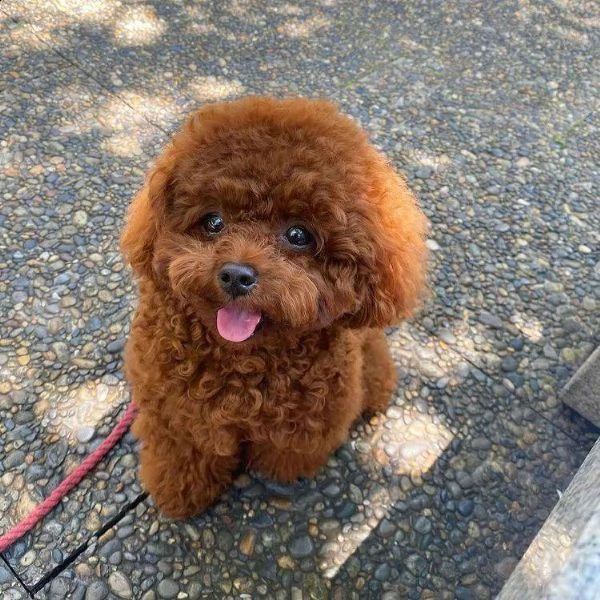 cuccioli di barboncino toy purissimi 3 mesi | Foto 0