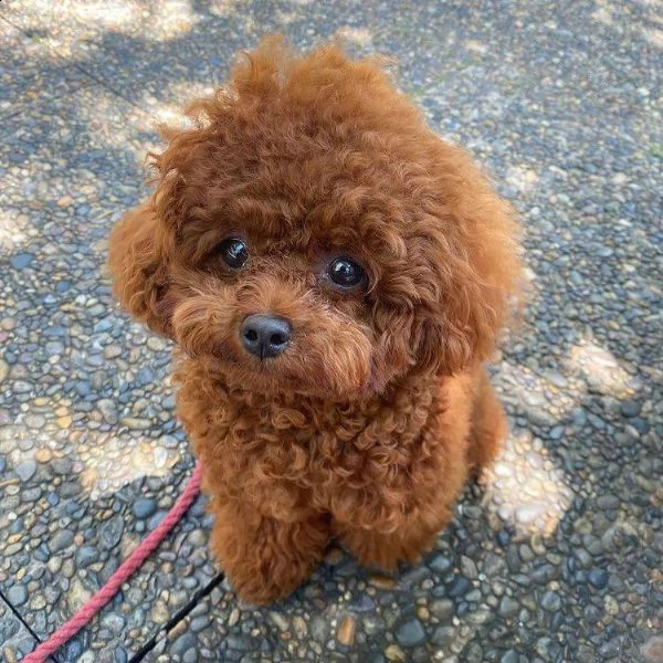 cuccioli di barboncino toy purissimi 3 mesi