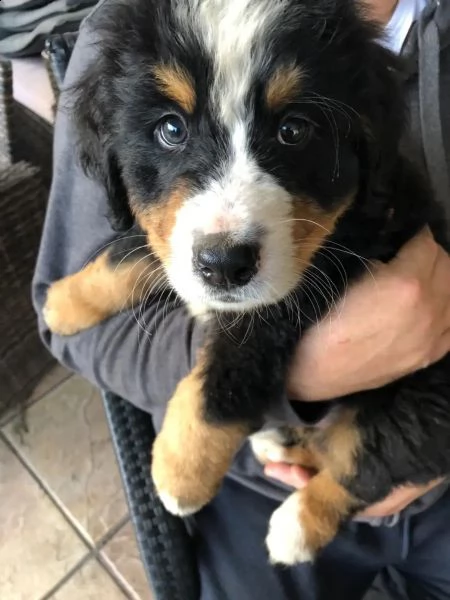 cucciolo di bovaro del bernese | Foto 4