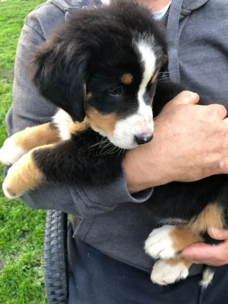 cucciolo di bovaro del bernese | Foto 3