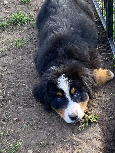 cucciolo di bovaro del bernese | Foto 2