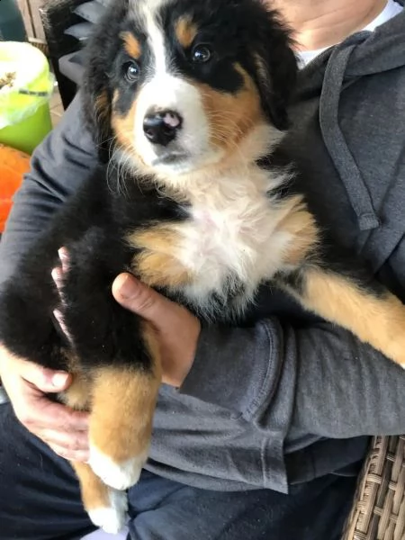 cucciolo di bovaro del bernese