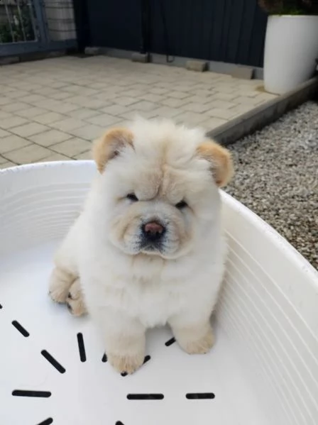 cuccioli di chow chow con pedigree | Foto 4