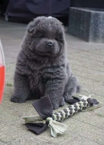 cuccioli di chow chow con pedigree | Foto 1