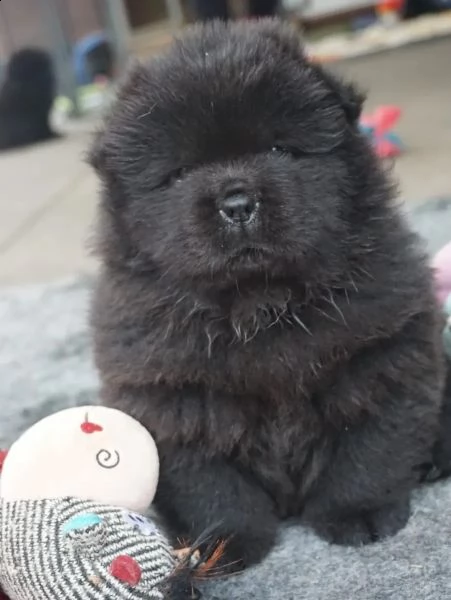 cuccioli di chow chow con pedigree | Foto 0