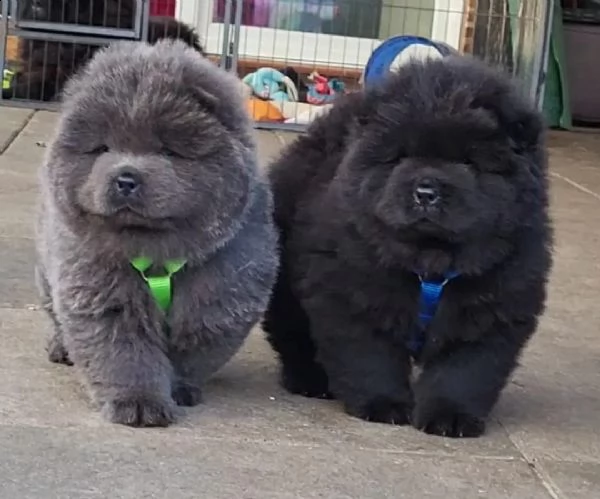 cuccioli di chow chow con pedigree