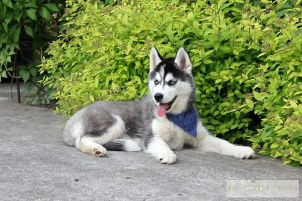 bellissimi cuccioli di siberian husky. | Foto 0