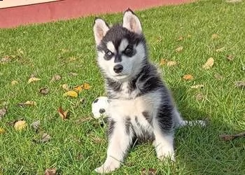 bellissimi cuccioli di siberian husky.