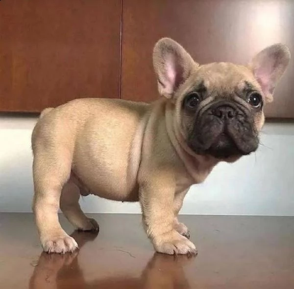 cuccioli di bulldog francese per l'adozione