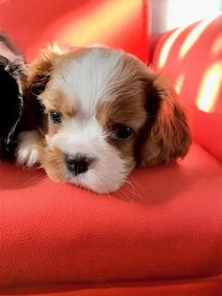 cuccioli di cavalier king  femminucce e maschietti per l'adozione gratuita