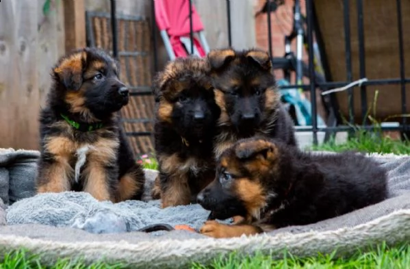 hermosos cachorros de pastor aleman, | Foto 1