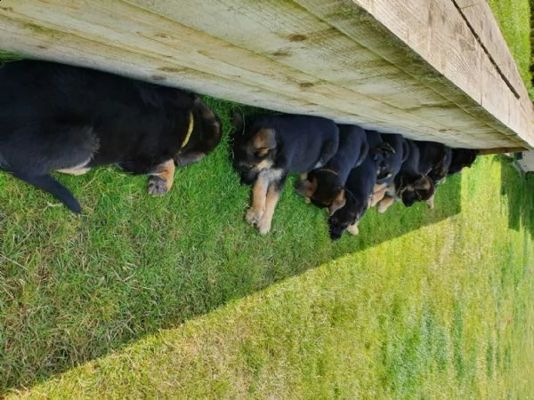 hermosos cachorros de pastor aleman,