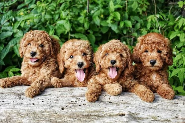 bellissimi cuccioli di barboncino toy,