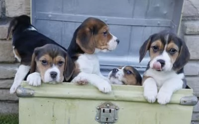 regalo cuccioli di beagle maschi che femmine nb,