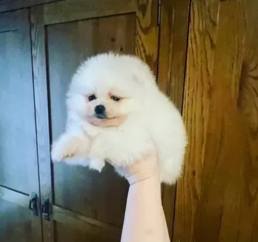 cuccioli di pomerania