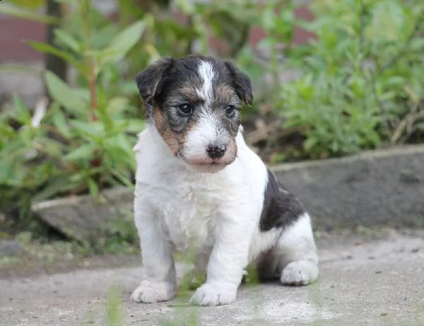 cuccioli di fox terrier maschio e femmina in cerca di una nuova casa