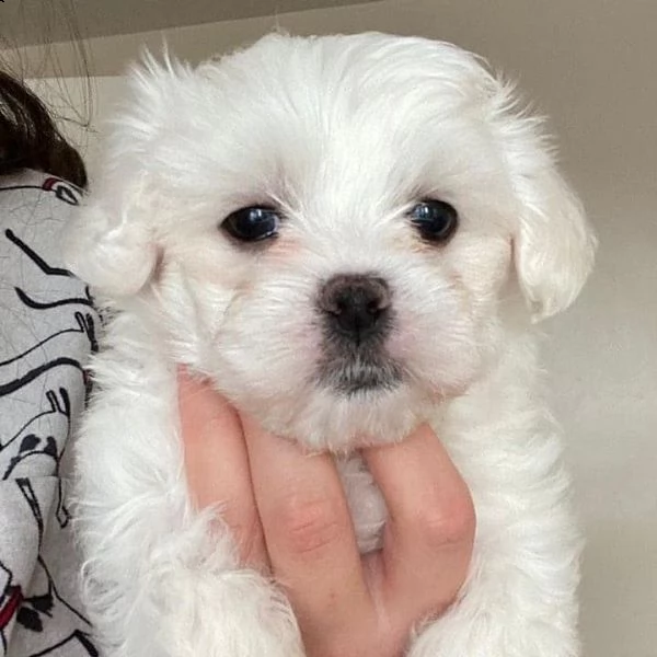 due cuccioli di maltese bianchi!!!