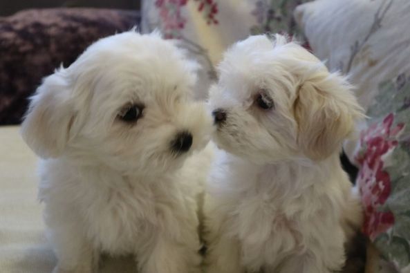 cuccioli di maltese disponibili!!! | Foto 0