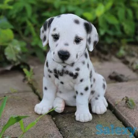 damalta cuccioli per reinserimento | Foto 0