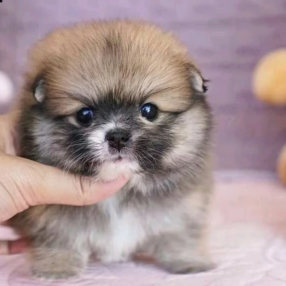 cucciolo volpino pomerania da privato.. | Foto 0