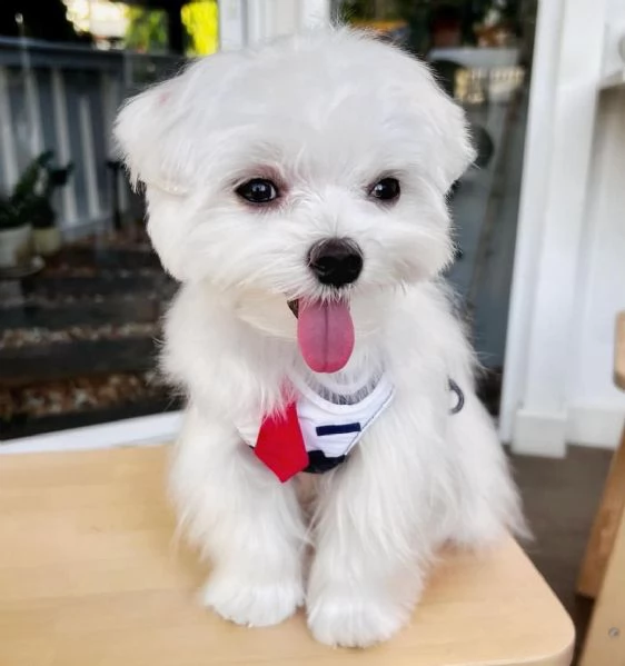 cuccioli di maltese ben socializzati (+393509706299)