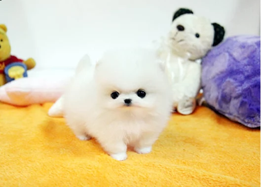 simpatici cuccioli di pomerania