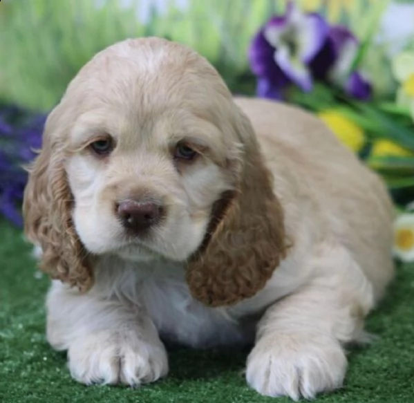 regalo bambini cocker spaniel cuccioli