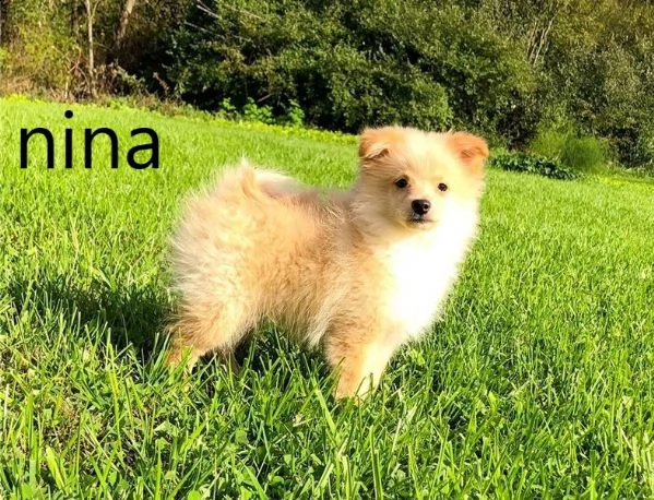 pomerania con amore per l'allevamento familiare | Foto 4