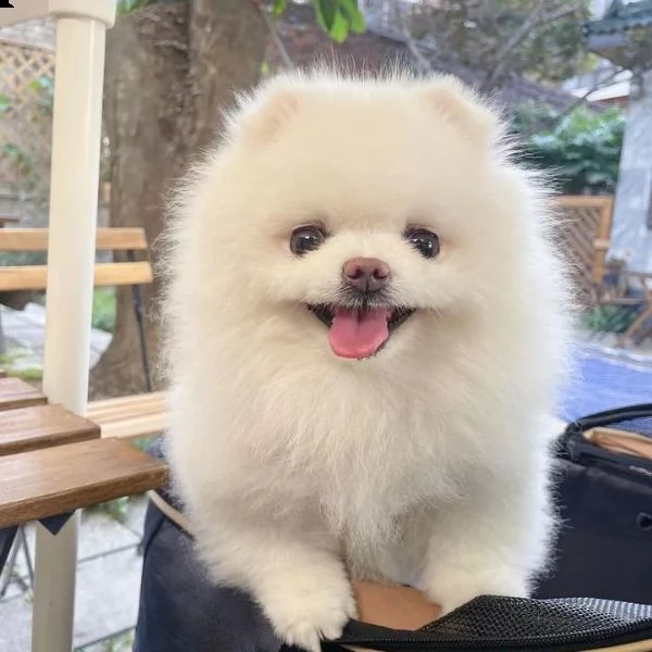 teacup simpatici cuccioli di pomerania per il reinserimento (+393509706 di pomerania (+393509706299)