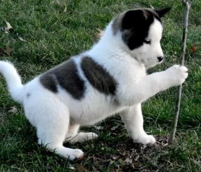 cuccioli di akita inu regalo