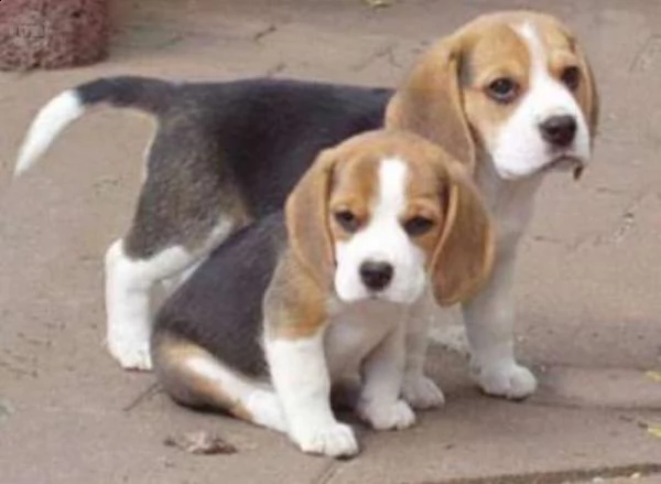 regalo cuccioli di beagle femminucce e maschietti 