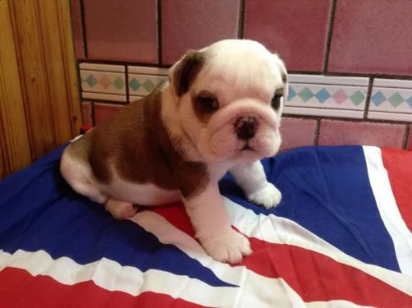 regalo cuccioli bulldog inglese per l'adozione