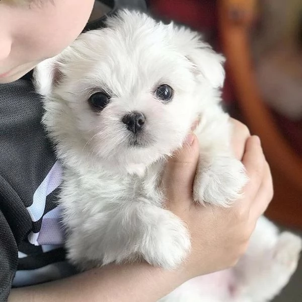 due simpatici cuccioli di maltese (+393509706299)