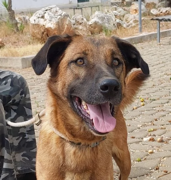 il dolce Otello, un bel cane equilibrato