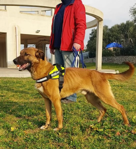 il dolce Otello, un bel cane equilibrato | Foto 6