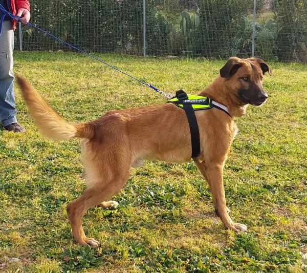 il dolce Otello, un bel cane equilibrato | Foto 5